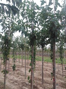 Prunus a. 'Bigarreau Burlat' 10-12 Hoogstam wortelgoed - afbeelding 4