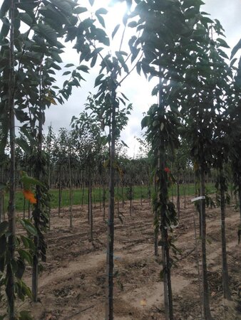 Prunus a. 'Bigarreau Napoléon' (=Gr. Prinzessinkirsche) 6-8 Hoogstam wortelgoed - afbeelding 5