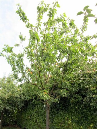 Prunus a. 'Bigarreau Napoléon' (=Gr. Prinzessinkirsche) 8-10 Hoogstam wortelgoed - afbeelding 3