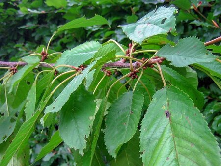 Prunus a. 'Bigarreau Napoléon' (=Gr. Prinzessinkirsche) 8-10 Hoogstam wortelgoed - afbeelding 8