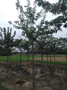 Prunus a. 'Bigarreau Noir'=Varikse Zwarte=Zwarte kraker 20-25 Hoogstam draadkluit 3 X verplant - afbeelding 3