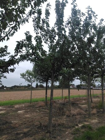 Prunus a. 'Bigarreau Noir'=Varikse Zwarte=Zwarte kraker 35-40 Hoogstam draadkluit 4 X verplant - afbeelding 4