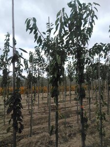 Prunus a. 'Early Rivers'(lindekers) 8-10 Hoogstam wortelgoed - afbeelding 5