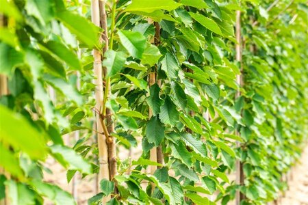 Prunus a. 'Hedelf. Riesenkirsche' 16-18 Hoogstam draadkluit 3 X verplant - afbeelding 4