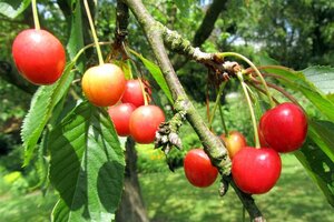 Prunus a. 'Hedelf. Riesenkirsche' 6-8 Hoogstam wortelgoed - afbeelding 3