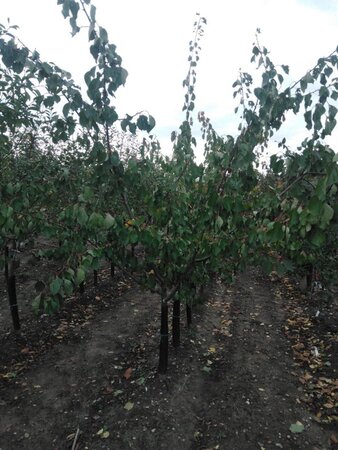 Prunus ar. 'Orangered' 2jr. A kwal. wortelgoed struik