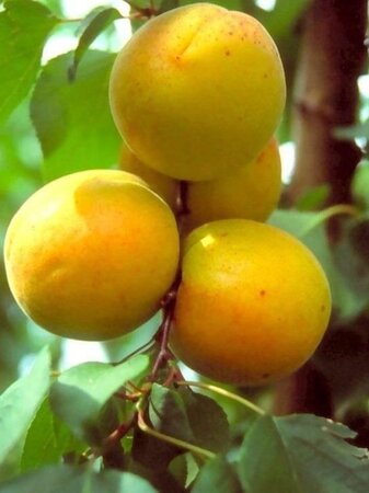 Prunus ar. 'Polonais' 8-10 Halfstam wortelgoed