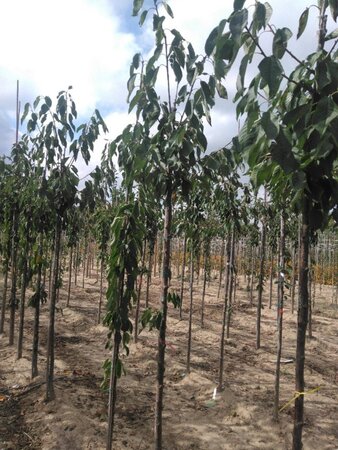 Prunus a. 'Regina' (middel) 10-12 Hoogstam wortelgoed - afbeelding 2