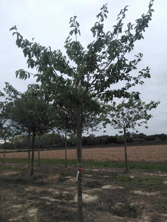 Prunus a. 'Schneid. Späte Knorpel.' 25-30 Hoogstam draadkluit 3 X verplant