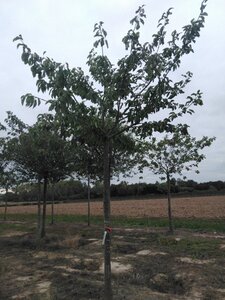 Prunus a. 'Schneid. Späte Knorpel.' 25-30 Hoogstam draadkluit 3 X verplant
