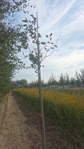 Prunus avium= boskers 10-12 Hoogstam wortelgoed - afbeelding 2