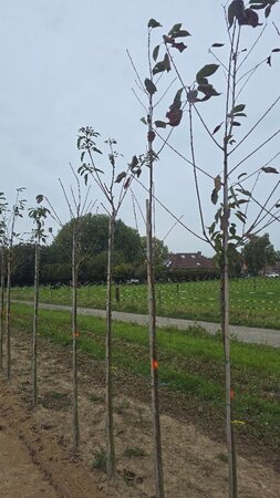 Prunus avium= boskers 6-8 Hoogstam wortelgoed - afbeelding 1