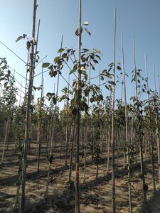 Prunus avium= boskers 8-10 Hoogstam wortelgoed - afbeelding 2