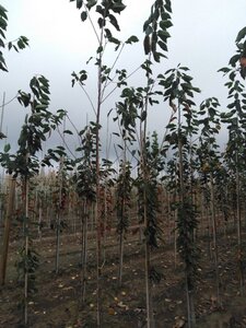Prunus avium= boskers 8-10 Hoogstam wortelgoed - afbeelding 8