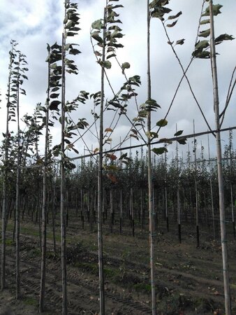 Prunus avium= boskers 8-10 Hoogstam wortelgoed - afbeelding 5