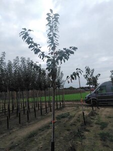 Prunus avium= boskers 8-10 Hoogstam wortelgoed - afbeelding 9