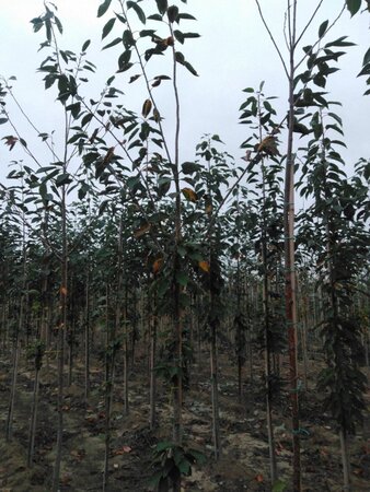 Prunus avium= boskers 8-10 Hoogstam wortelgoed - afbeelding 7