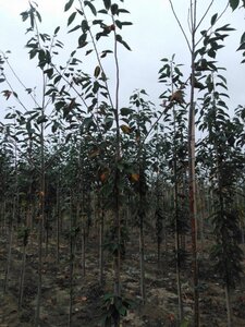 Prunus avium= boskers 8-10 Hoogstam wortelgoed - afbeelding 7