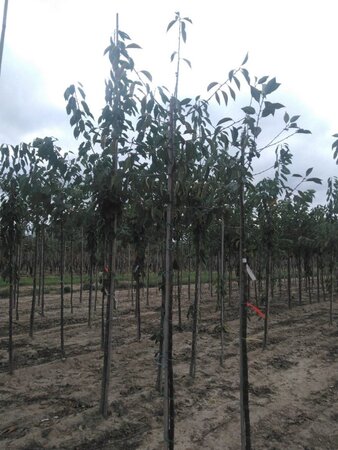 Prunus a. 'Varikse Zwarte'=Big. Noir 6-8 Hoogstam wortelgoed