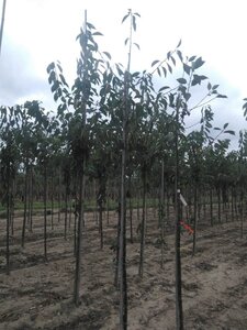 Prunus a. 'Varikse Zwarte'=Big. Noir 6-8 Hoogstam wortelgoed
