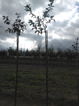 Prunus c. Schattenmorelle = Noordkriek 8-10 Hoogstam wortelgoed - afbeelding 4