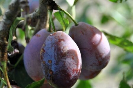 Prunus d. 'Altesse Double' 10-12 Hoogstam wortelgoed
