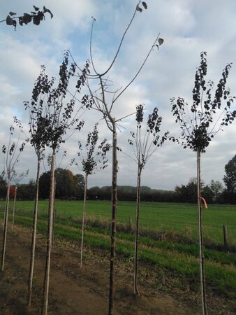 Prunus d. 'Anna Späth' 10-12 Hoogstam wortelgoed - afbeelding 3