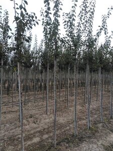 Prunus d. 'Anna Späth' 8-10 Hoogstam wortelgoed - afbeelding 2