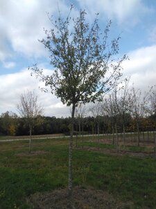 Prunus d. 'Hauszwetsche' = 'Altesse Simple' 20-25 STA WRB 4 X V - image 2