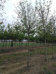 Prunus d. 'Hauszwetsche' = 'Altesse Simple' 25-30 Hoogstam draadkluit 4 X verplant - afbeelding 3