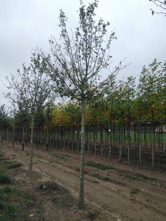 Prunus d. 'Hauszwetsche' = 'Altesse Simple' 25-30 STA WRB 4 X V - image 2