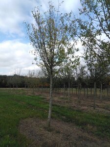 Prunus d. 'Hauszwetsche' = 'Altesse Simple' 25-30 STA WRB 4 X V