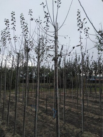 Prunus d. 'Hauszwetsche' = 'Altesse Simple' 6-8 Hoogstam wortelgoed