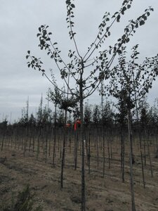 Prunus d. 'Mirabelle de Nancy' 6-8 Hoogstam wortelgoed onder vered.