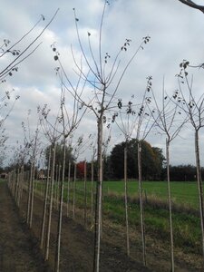 Prunus d. 'Mirabelle de Nancy' 8-10 Hoogstam wortelgoed - afbeelding 1