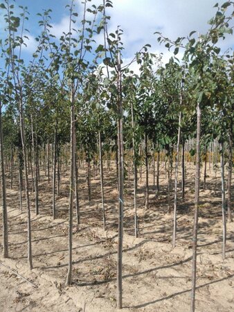 Prunus d. 'Monarch' 6-8 Hoogstam wortelgoed - afbeelding 4