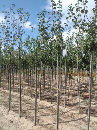 Prunus d. 'Monarch' 8-10 Hoogstam wortelgoed - afbeelding 4