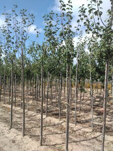 Prunus d. 'Monarch' 8-10 Hoogstam wortelgoed - afbeelding 4