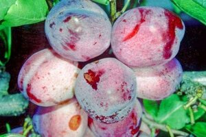 Prunus d. 'Opal' (vroeg) 2jr. A kwal. wortelgoed struik - afbeelding 2