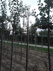 Prunus d. 'Opal' (vroeg) 8-10 Hoogstam wortelgoed - afbeelding 3