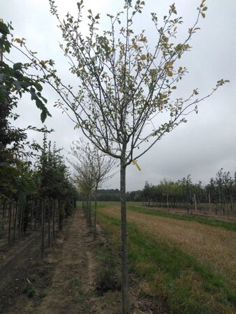 Prunus d. 'Reine Claude d'Althan' = Conducta 25-30 Hoogstam draadkluit 4 X verplant - afbeelding 2