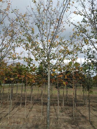 Prunus d. 'Reine Claude d'Althan' = Conducta 25-30 STA WRB 4 X V - image 1