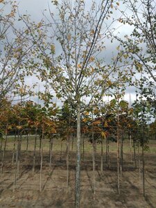 Prunus d. 'Reine Claude d'Althan' = Conducta 25-30 STA WRB 4 X V