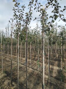 Prunus d. 'Reine Claude d'Althan' = Conducta 6-8 Hoogstam wortelgoed - afbeelding 2