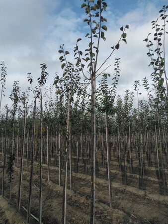 Prunus d. 'Reine Claude d'Althan' = Conducta 8-10 Hoogstam wortelgoed - afbeelding 2