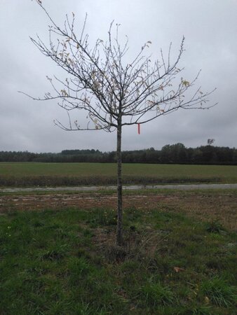 Prunus d. 'Reine Claude Crottée' = Verte= Dorée 25-30 Hoogstam draadkluit 4 X verplant