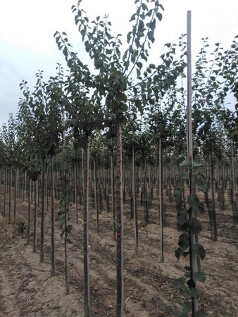 Prunus d. 'Reine Claude d'Oullins' GEELGROEN 10-12 Hoogstam wortelgoed - afbeelding 4