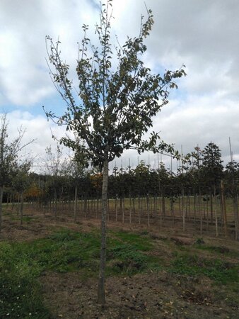 Prunus d. 'Reine Claude d'Oullins' GEELGROEN 25-30 Hoogstam draadkluit 4 X verplant - afbeelding 1