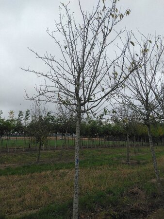 Prunus d. 'Reine Claude d'Oullins' GEELGROEN 25-30 STA WRB 4 X V - image 2