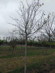 Prunus d. 'Reine Claude d'Oullins' GEELGROEN 25-30 STA WRB 4 X V - image 2